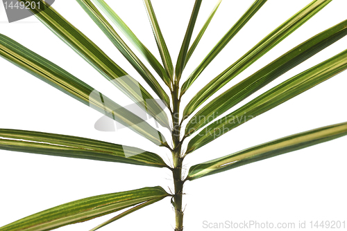 Image of Palm Leaves