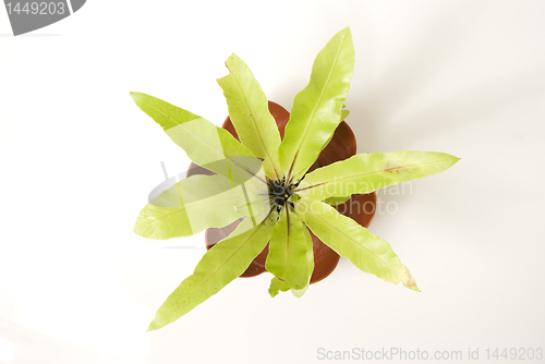 Image of Decorative Plant