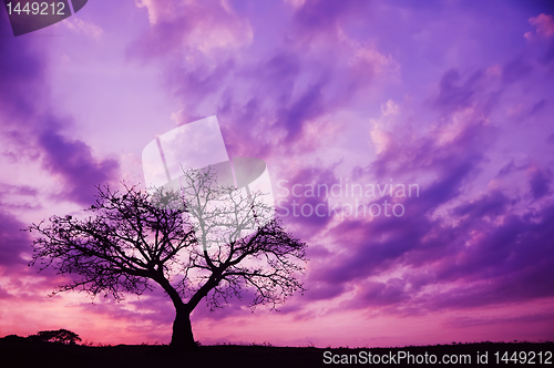 Image of Sunset and Tree