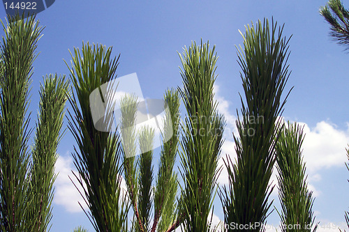Image of pine branches