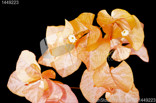 Image of Orange Bouganvilla