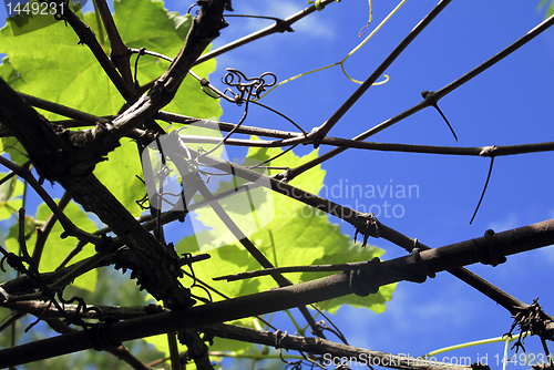 Image of Grapevine