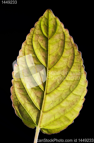 Image of Decorative Plant