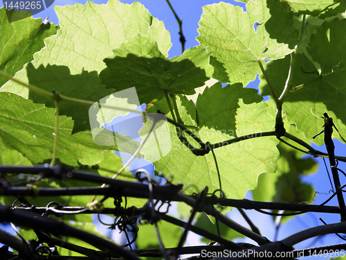Image of Grapevine