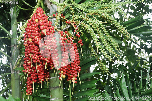 Image of Palm Fruits