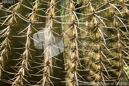 Image of Cactus
