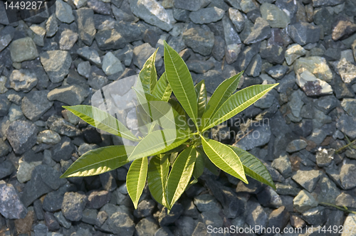 Image of Mango Seedling