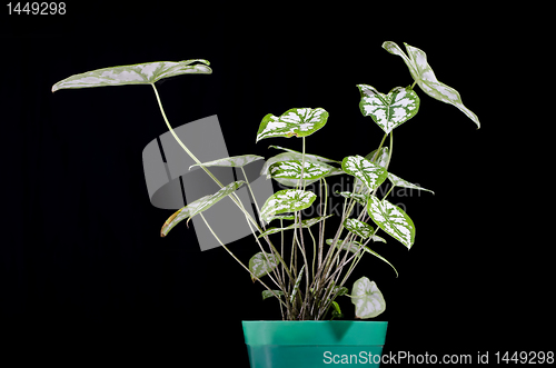 Image of Decorative Plant