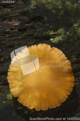 Image of Mushroom