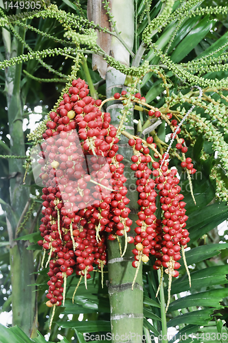 Image of Palm Fruits