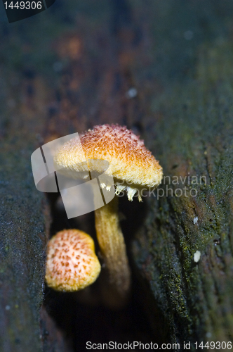 Image of Mushroom