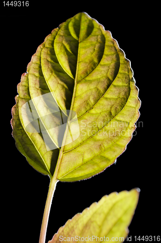 Image of Decorative Plant