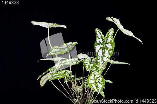 Image of Decorative Plant