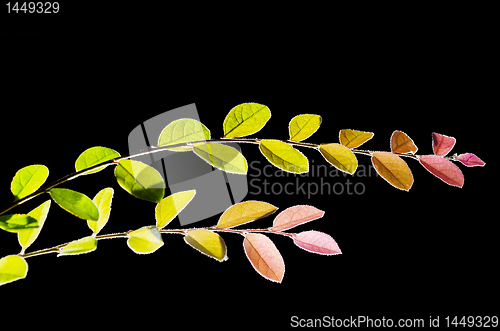 Image of Decorative Plant