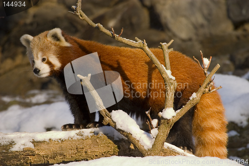 Image of Red panda (Ailurus fulgens)