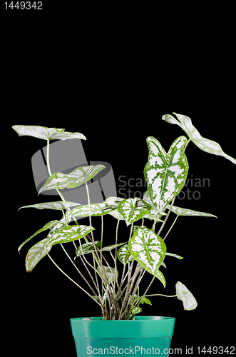 Image of Decorative Plant