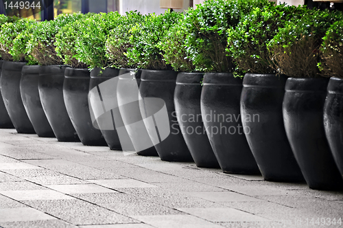 Image of Potted Plants