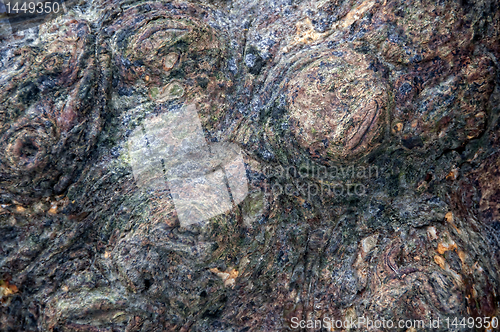 Image of Tree Trunk