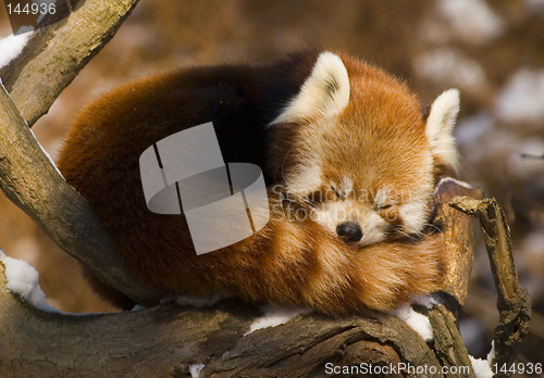 Image of Red panda (Ailurus fulgens)