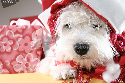 Image of White puppy