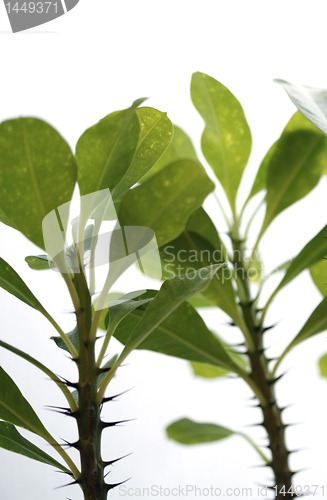 Image of Leafs