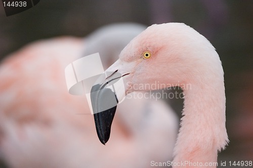 Image of Flamingo head