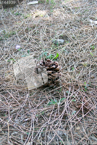 Image of pine needles and seed capsule