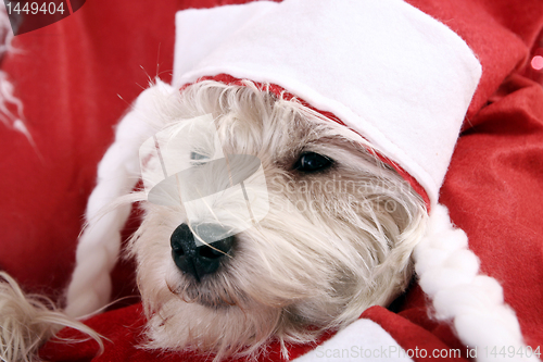 Image of White puppy