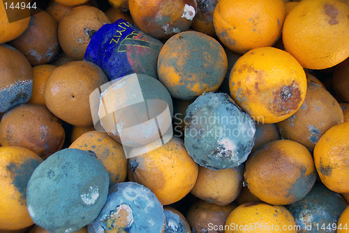 Image of rotten oranges