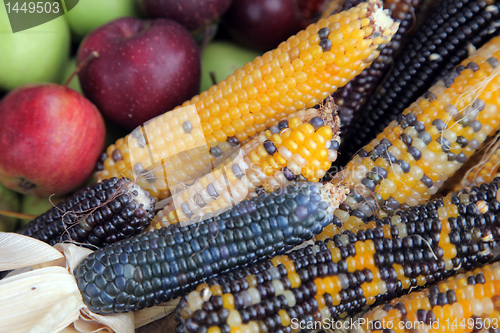 Image of Bushel of apples with colorful Indian corn
