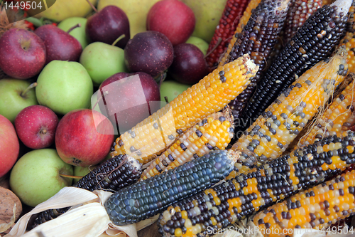 Image of Bushel of apples with colorful Indian corn