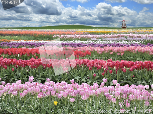 Image of Tulips Field