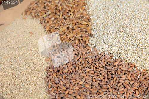 Image of Background of different kinds of grains close up