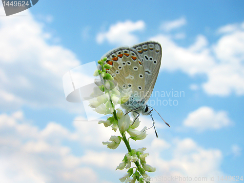 Image of butterfly over blue sky