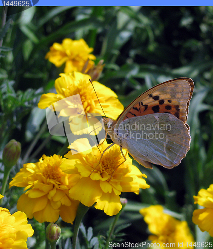 Image of flower bed