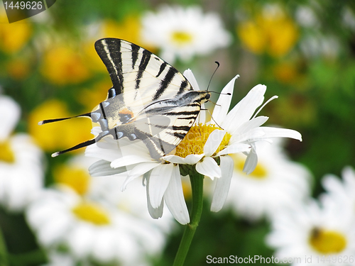 Image of butterfly on flower