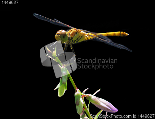Image of dragonfly over black 