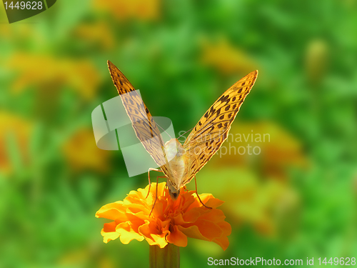 Image of butterfly on flower
