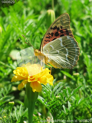 Image of butterfly on marigold