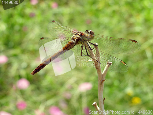 Image of dragonfly