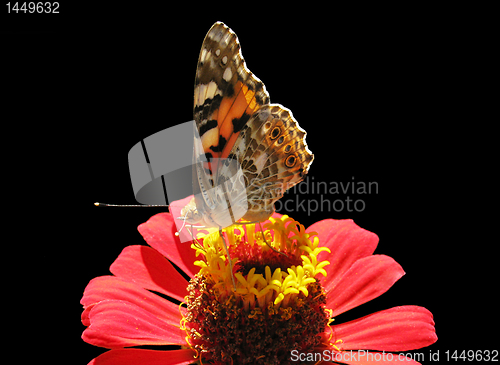 Image of butterfly on flower