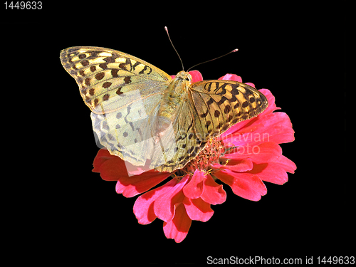 Image of butterfly on flower