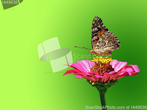 Image of summer background