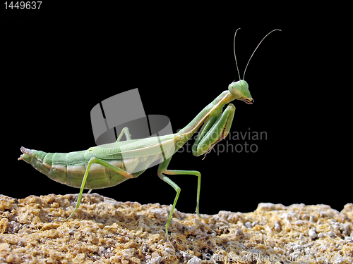 Image of mantis