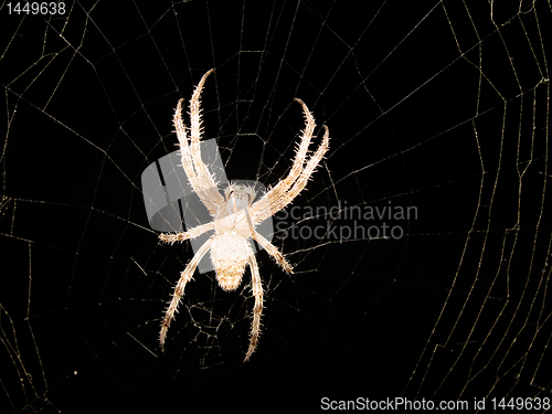 Image of spider on a cobweb