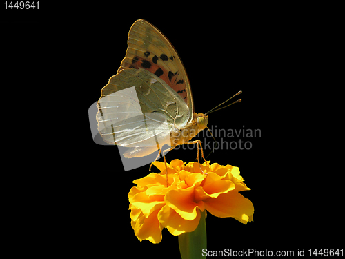 Image of butterfly on flower