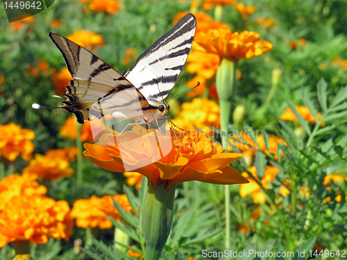 Image of butterfly (Scarce Swallowtail)