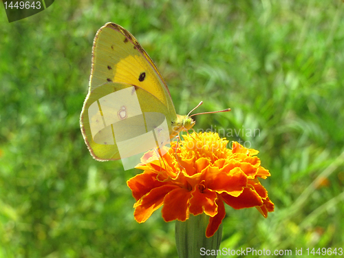 Image of brimstone butterfly