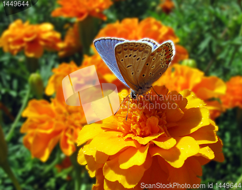 Image of butterfly on marigold 