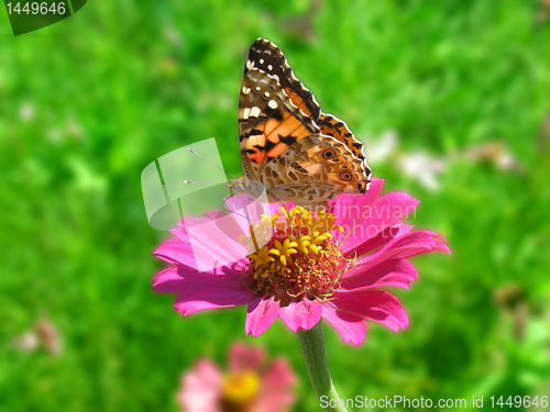 Image of butterfly on flower